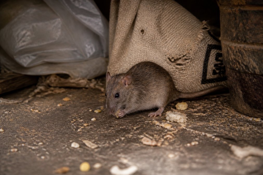How to Prevent Rodent Infestation: 2026 Home Guide - No Harm Scents